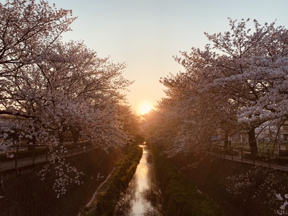 桜×夕日