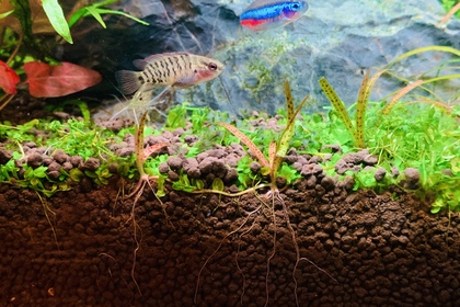 根っこ　水草　アクアリウム