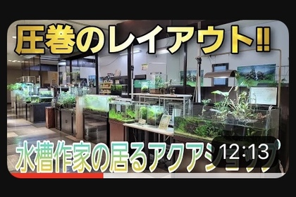 アクアリウム　熱帯魚　水草