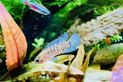 バジスバジス　熱帯魚