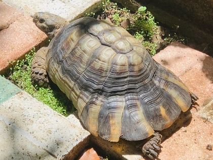 マルギナータリクガメ