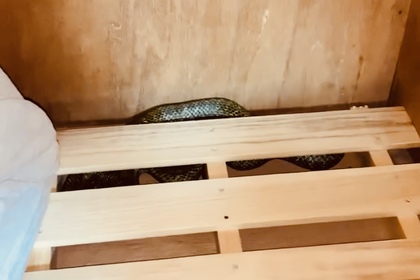 アオダイショウ　ヘビ