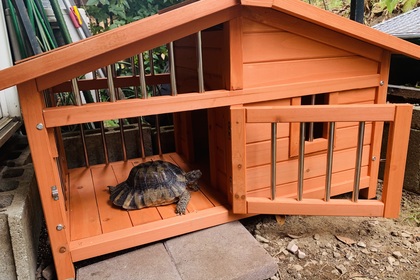 マルギナータリクガメ 犬小屋