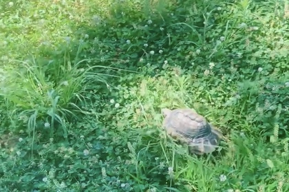リクガメ