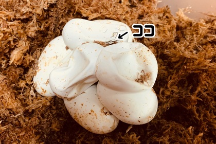 アオダイショウ　卵