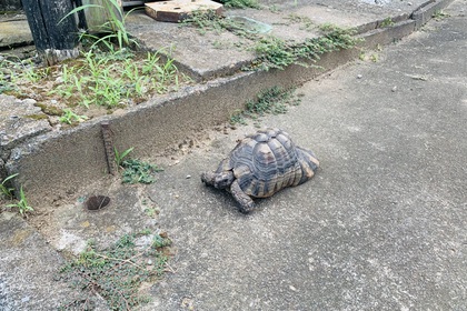 マルギナータリクガメ　フチゾリリクガメ