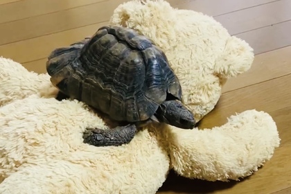 マルギナータリクガメ　