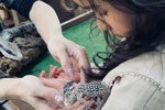 iZoo